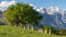 Bäume / Aldrans, Tirol, Österreich