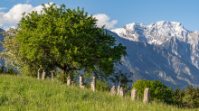 Bäume / Aldrans, Tirol, Österreich