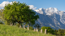 Bäume / Aldrans, Tirol, Österreich