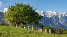 Bäume / Aldrans, Tirol, Österreich