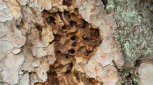 Wildbienenlöcher im Baumstamm einer Kiefer
