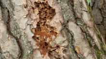 Wildbienenlöcher im Baumstamm einer Kiefer