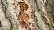 Wildbienenlöcher im Baumstamm einer Kiefer