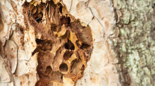 Wildbienenlöcher im Baumstamm einer Kiefer