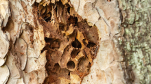 Wildbienenlöcher im Baumstamm einer Kiefer