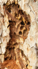 Wildbienenlöcher im Baumstamm einer Kiefer