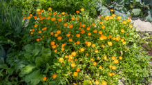 Ringelblume (Calendula officinalis)