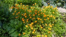 Ringelblume (Calendula officinalis)