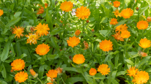 Ringelblume (Calendula officinalis)