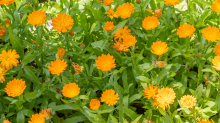 Ringelblume (Calendula officinalis)