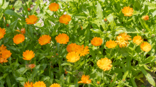 Ringelblume (Calendula officinalis)