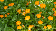 Ringelblume (Calendula officinalis)