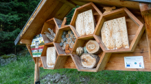 Wildbienen Informationsstand / Arztal, Ellbögen, Tirol, Österreich