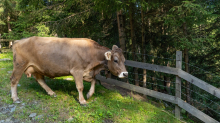 Kühe auf einem Wanderweg / Arztal, Ellbögen, Tirol, Österreich