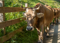 Kühe auf einem Wanderweg / Arztal, Ellbögen, Tirol, Österreich