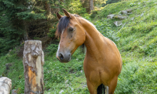 Pferd auf der Almwiese / Arztal, Ellbögen, Tirol, Österreich