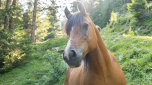 Pferd auf der Almwiese / Arztal, Ellbögen, Tirol, Österreich