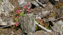 Spinnweb-Hauswurz / Arztal, Ellbögen, Tirol, Österreich