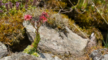 Spinnweb-Hauswurz / Arztal, Ellbögen, Tirol, Österreich