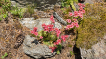 Spinnweb-Hauswurz / Arztal, Ellbögen, Tirol, Österreich