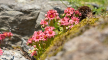 Spinnweb-Hauswurz / Arztal, Ellbögen, Tirol, Österreich