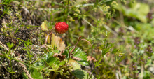 Wald-Erdbeere / Arztal, Ellbögen, Tirol, Österreich