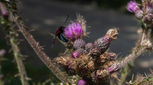 Distel, Schmetterling / Arztal, Ellbögen, Tirol, Österreich