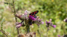 Distel, Schmetterling / Arztal, Ellbögen, Tirol, Österreich