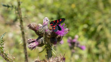 Distel, Schmetterling / Arztal, Ellbögen, Tirol, Österreich