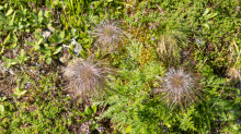 Weisse Alpen-Anemone / Arztal, Ellbögen, Tirol, Österreich