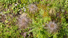 Weisse Alpen-Anemone / Arztal, Ellbögen, Tirol, Österreich