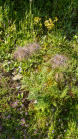 Weisse Alpen-Anemone / Arztal, Ellbögen, Tirol, Österreich