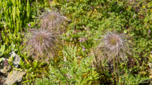 Weisse Alpen-Anemone / Arztal, Ellbögen, Tirol, Österreich