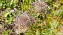 Weisse Alpen-Anemone / Arztal, Ellbögen, Tirol, Österreich