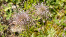 Weisse Alpen-Anemone / Arztal, Ellbögen, Tirol, Österreich