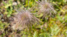 Weisse Alpen-Anemone / Arztal, Ellbögen, Tirol, Österreich