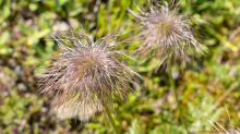 Weisse Alpen-Anemone / Arztal, Ellbögen, Tirol, Österreich