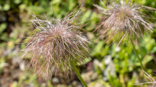 Weisse Alpen-Anemone / Arztal, Ellbögen, Tirol, Österreich