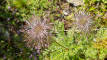 Weisse Alpen-Anemone / Arztal, Ellbögen, Tirol, Österreich