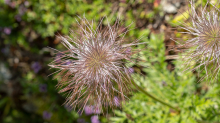 Weisse Alpen-Anemone / Arztal, Ellbögen, Tirol, Österreich