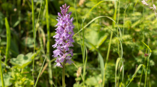 Fuchs Geflecktes Knabenkraut / Arztal, Ellbögen, Tirol, Österreich