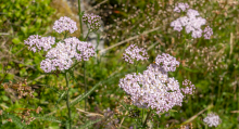 rosablütige Wiesen-Scharfgarbe / Arztal, Ellbögen, Tirol, Österreich