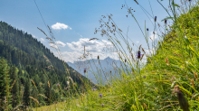 Bergwiese / Arztal, Ellbögen, Tirol, Österreich