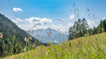 Bergwiese / Arztal, Ellbögen, Tirol, Österreich