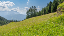 Bergwiese / Arztal, Ellbögen, Tirol, Österreich