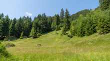 Bergwiese / Arztal, Ellbögen, Tirol, Österreich