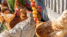 Hühner auf einem Bauernhof in Aldrans, Tirol Österreich