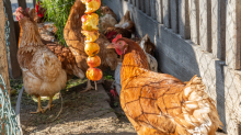 Hühner auf einem Bauernhof in Aldrans, Tirol Österreich