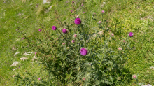 Gewöhnliche Kratzdistel, Bienen / Arztal, Ellbögen, Tirol, Österreich