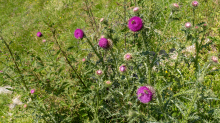 Gewöhnliche Kratzdistel, Bienen / Arztal, Ellbögen, Tirol, Österreich